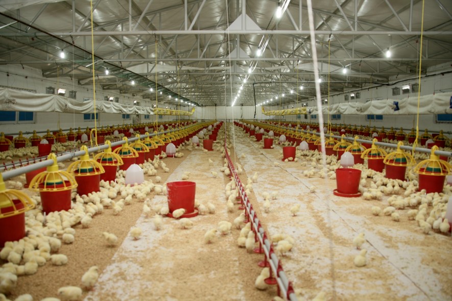 Şenpiliç ekosistemi sözleşmeli çiftliklerle  geçen yıl 4.200 kişiye istihdam sağladı