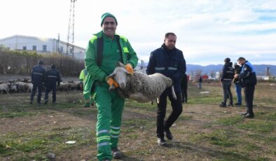 Bursa’da keçi ve koyunlar kaçtı… Osmangazi ekipleri yakaladı