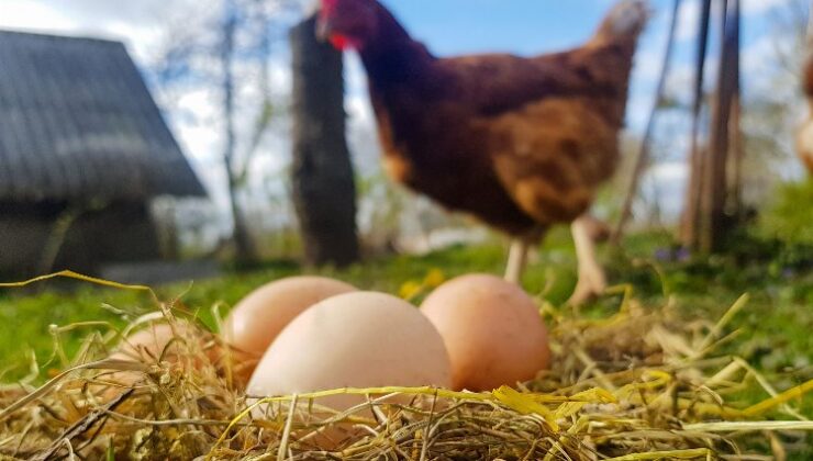 Mayıs’ta yumurta üretimi düştü!