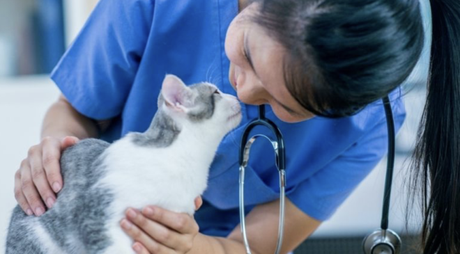 Evcil Hayvanlar İçin En İyi Veteriner Klinikleri